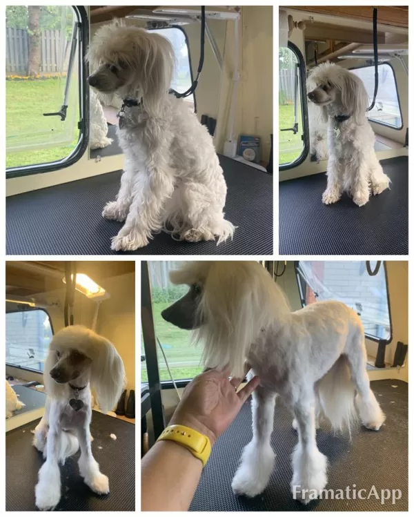 DogSpa Ķīnas cekulainais