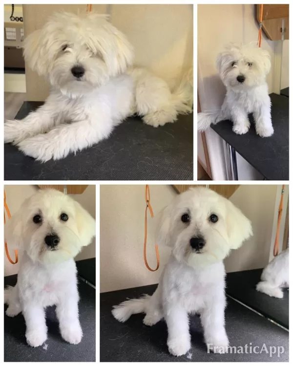 DogSpa Maltas zīda suns