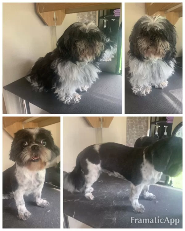 DogSpa Šitzu
