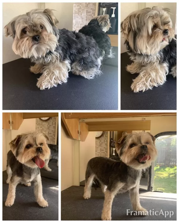 DogSpa Biever Jorkšīras terjers