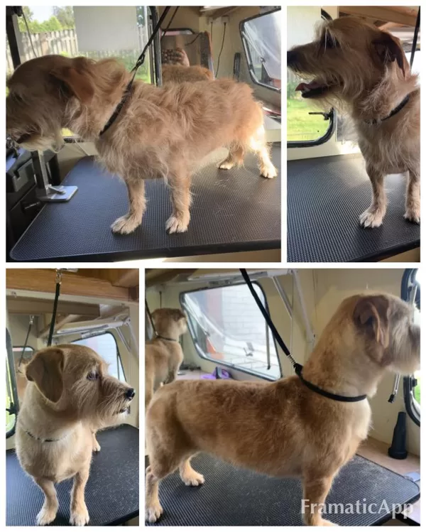 DogSpa  Draugs :)