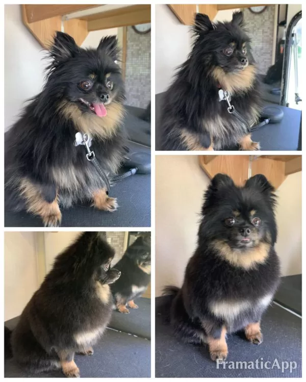 DogSpa  Punduršpics