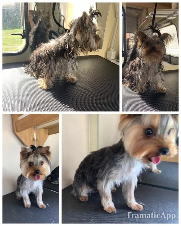DogSpa Jorkšīras terjera kucēns