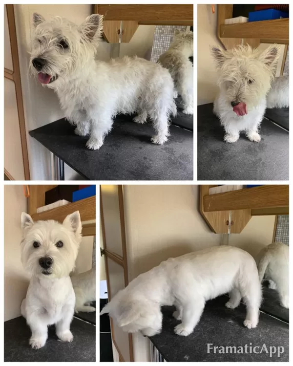 DogSpa Vesthailendas terjers