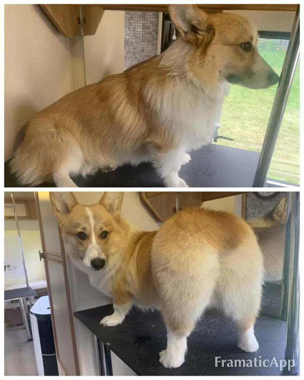 DdogSpa Korgijs